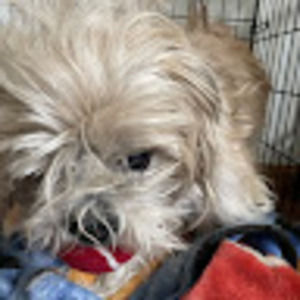 Meet your Posher, Adrian